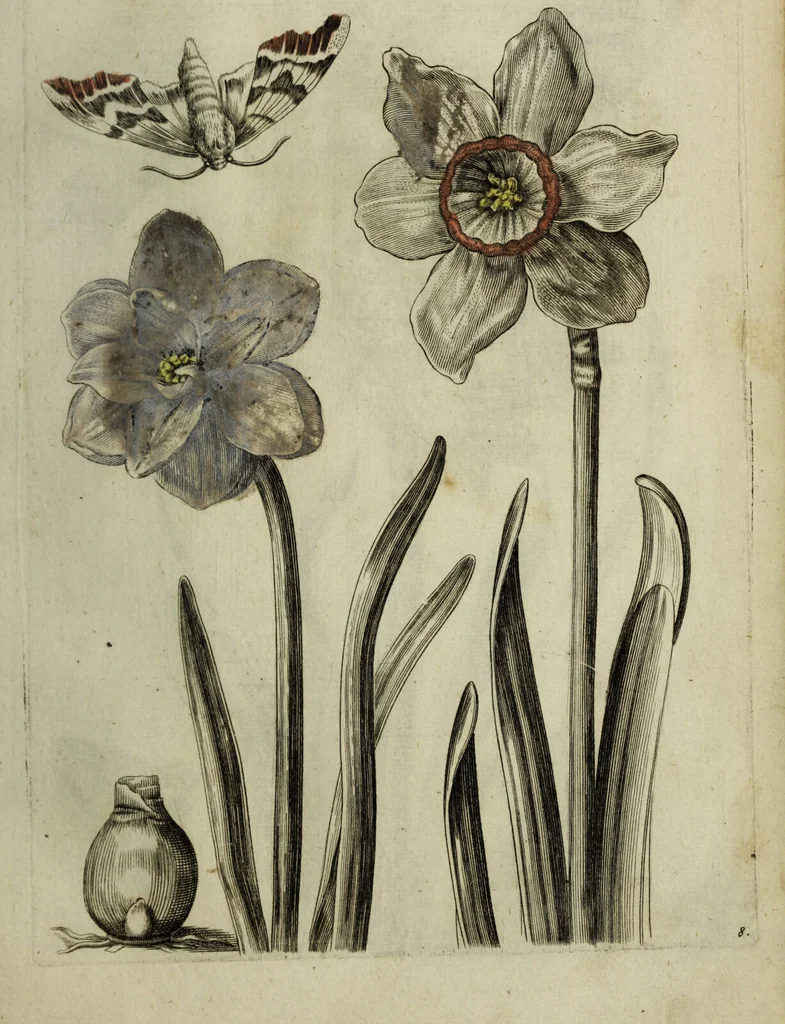 An illustration from Blumen und Insecten-Buch, darinnen auf das fleissigsten nicht allein die Blumen mit ihren Blättern nach den Leben ins Kupffer vor Augen gestellet; sondern auch jede Blume nach ihren eigentlichen Nahmen genennet, etc / [Anon]., 1790, leaf 33