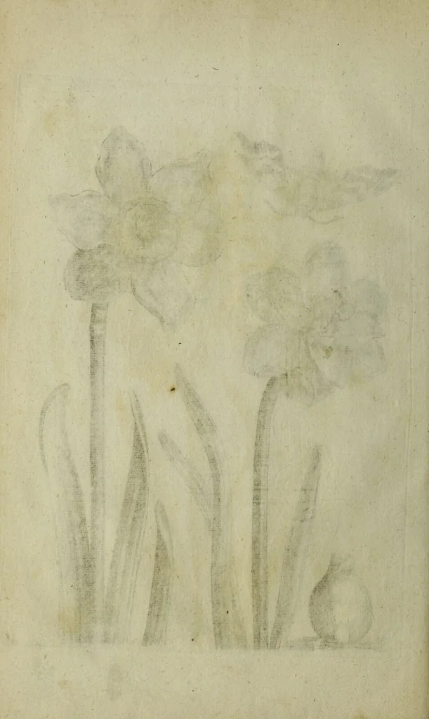 An illustration from Blumen und Insecten-Buch, darinnen auf das fleissigsten nicht allein die Blumen mit ihren Blättern nach den Leben ins Kupffer vor Augen gestellet; sondern auch jede Blume nach ihren eigentlichen Nahmen genennet, etc / [Anon]., 1790, leaf 34