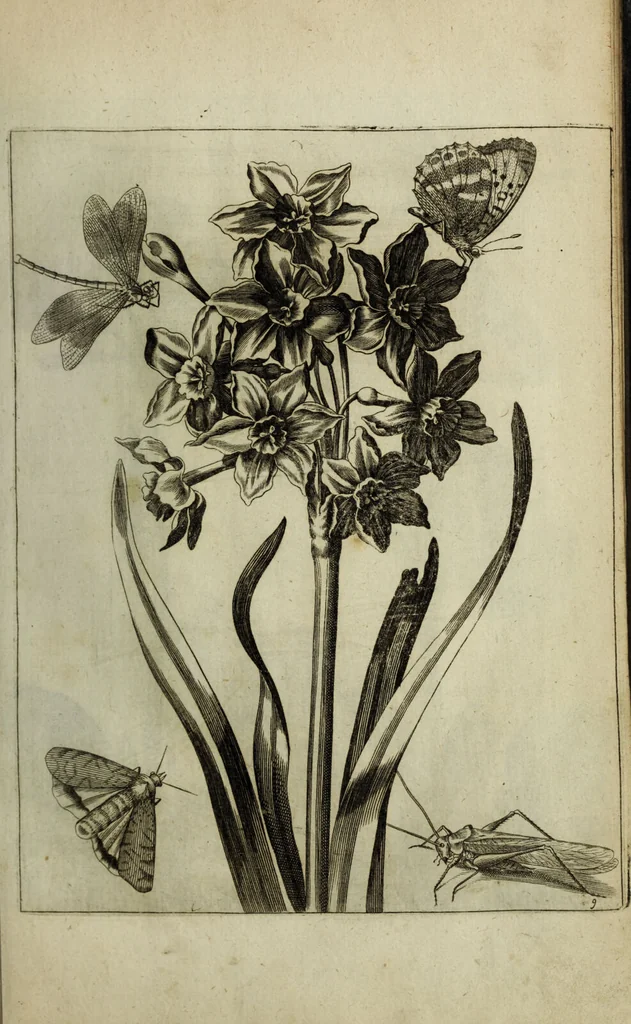 An illustration from Blumen und Insecten-Buch, darinnen auf das fleissigsten nicht allein die Blumen mit ihren Blättern nach den Leben ins Kupffer vor Augen gestellet; sondern auch jede Blume nach ihren eigentlichen Nahmen genennet, etc / [Anon]., 1790, leaf 35