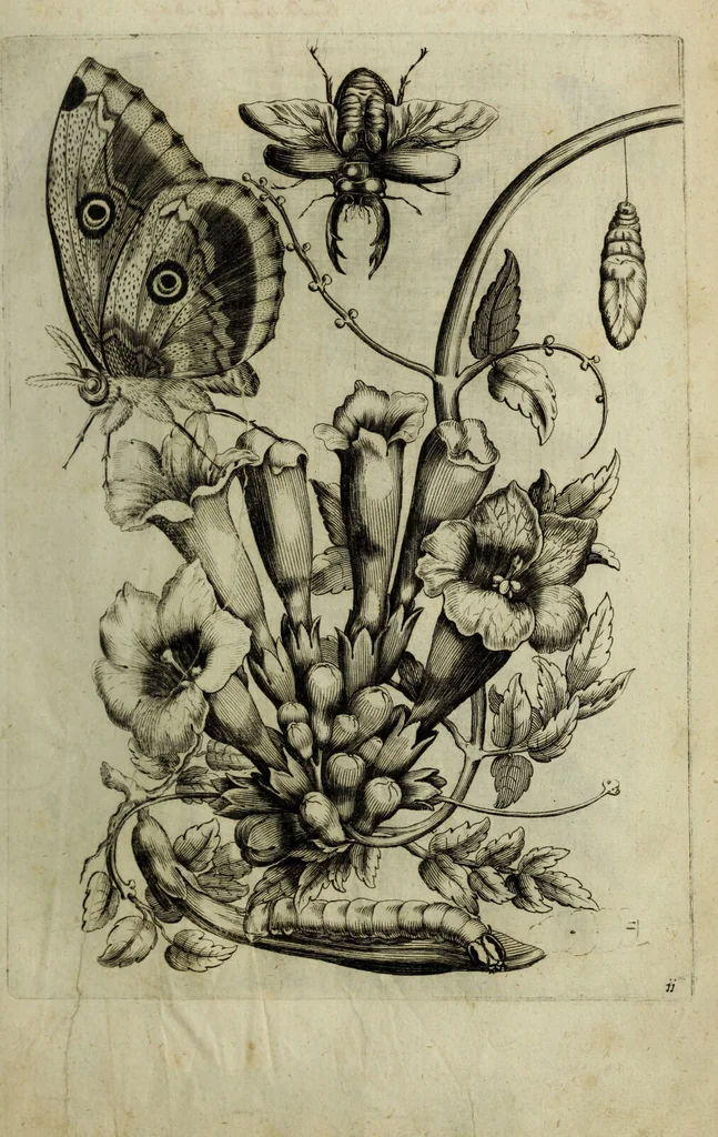 An illustration from Blumen und Insecten-Buch, darinnen auf das fleissigsten nicht allein die Blumen mit ihren Blättern nach den Leben ins Kupffer vor Augen gestellet; sondern auch jede Blume nach ihren eigentlichen Nahmen genennet, etc / [Anon]., 1790, leaf 39