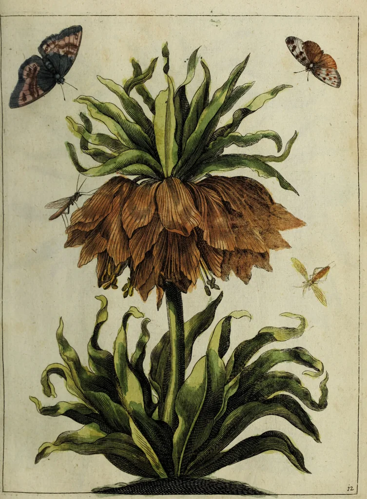 An illustration from Blumen und Insecten-Buch, darinnen auf das fleissigsten nicht allein die Blumen mit ihren Blättern nach den Leben ins Kupffer vor Augen gestellet; sondern auch jede Blume nach ihren eigentlichen Nahmen genennet, etc / [Anon]., 1790, leaf 41