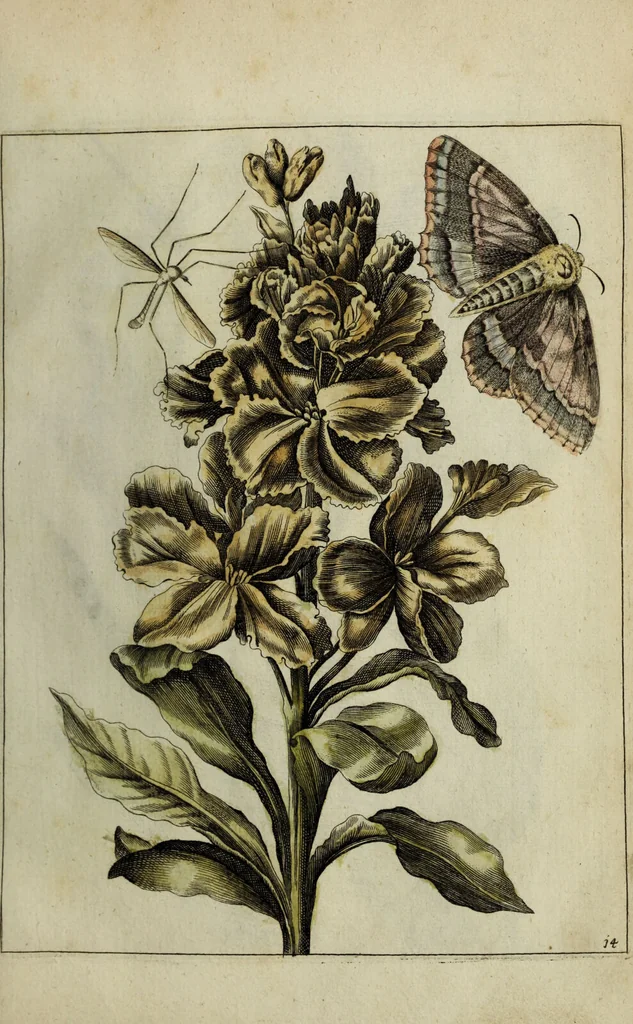 An illustration from Blumen und Insecten-Buch, darinnen auf das fleissigsten nicht allein die Blumen mit ihren Blättern nach den Leben ins Kupffer vor Augen gestellet; sondern auch jede Blume nach ihren eigentlichen Nahmen genennet, etc / [Anon]., 1790, leaf 45
