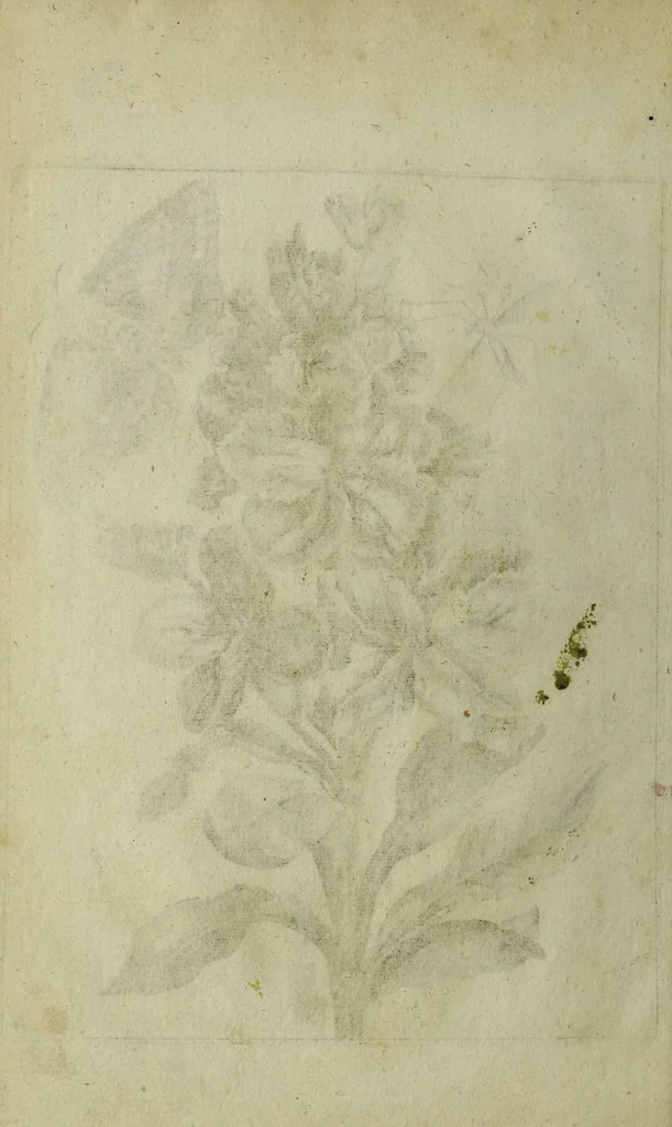 An illustration from Blumen und Insecten-Buch, darinnen auf das fleissigsten nicht allein die Blumen mit ihren Blättern nach den Leben ins Kupffer vor Augen gestellet; sondern auch jede Blume nach ihren eigentlichen Nahmen genennet, etc / [Anon]., 1790, leaf 46