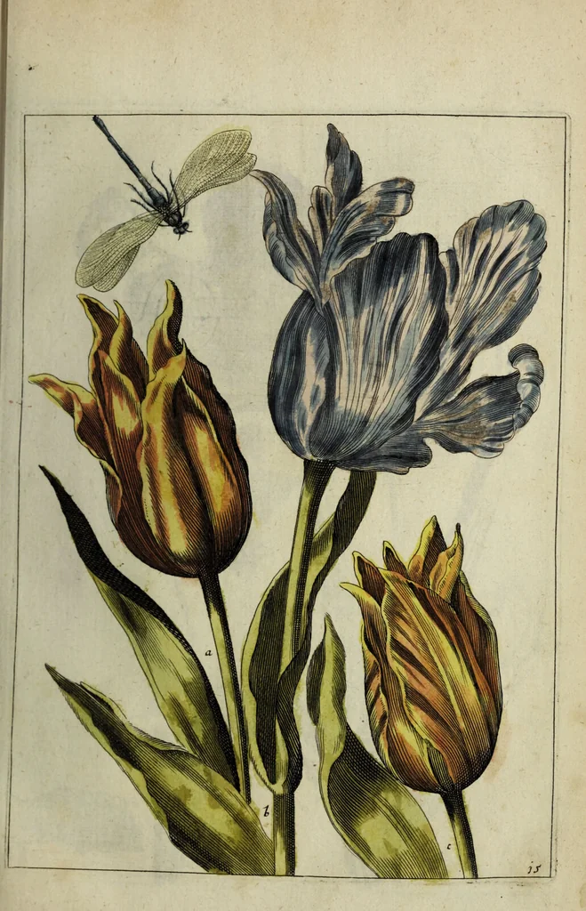 An illustration from Blumen und Insecten-Buch, darinnen auf das fleissigsten nicht allein die Blumen mit ihren Blättern nach den Leben ins Kupffer vor Augen gestellet; sondern auch jede Blume nach ihren eigentlichen Nahmen genennet, etc / [Anon]., 1790, leaf 47
