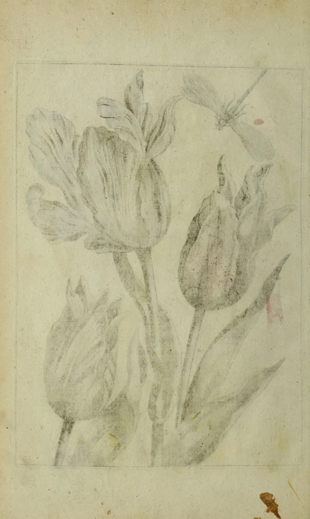 An illustration from Blumen und Insecten-Buch, darinnen auf das fleissigsten nicht allein die Blumen mit ihren Blättern nach den Leben ins Kupffer vor Augen gestellet; sondern auch jede Blume nach ihren eigentlichen Nahmen genennet, etc / [Anon]., 1790, leaf 48