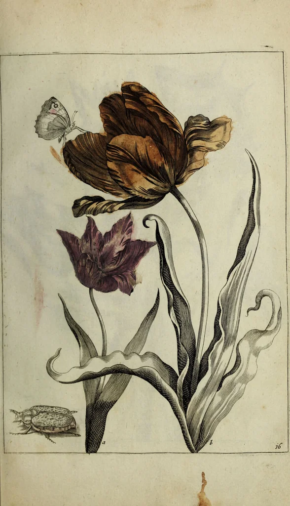 An illustration from Blumen und Insecten-Buch, darinnen auf das fleissigsten nicht allein die Blumen mit ihren Blättern nach den Leben ins Kupffer vor Augen gestellet; sondern auch jede Blume nach ihren eigentlichen Nahmen genennet, etc / [Anon]., 1790, leaf 49