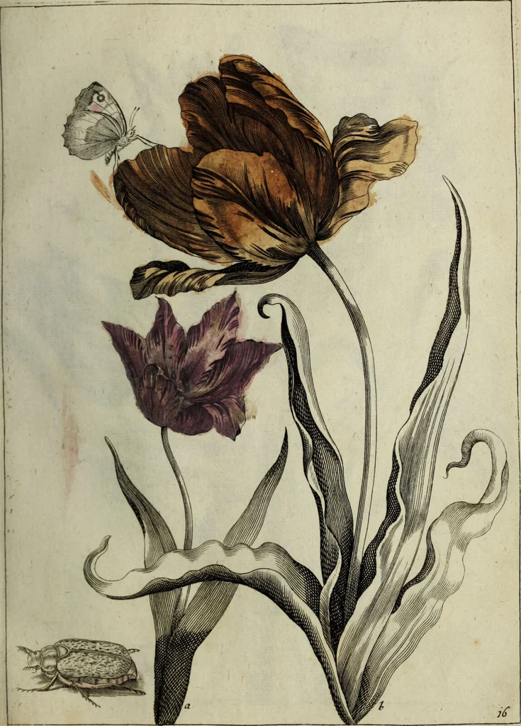 An illustration from Blumen und Insecten-Buch, darinnen auf das fleissigsten nicht allein die Blumen mit ihren Blättern nach den Leben ins Kupffer vor Augen gestellet; sondern auch jede Blume nach ihren eigentlichen Nahmen genennet, etc / [Anon]., 1790, leaf 49