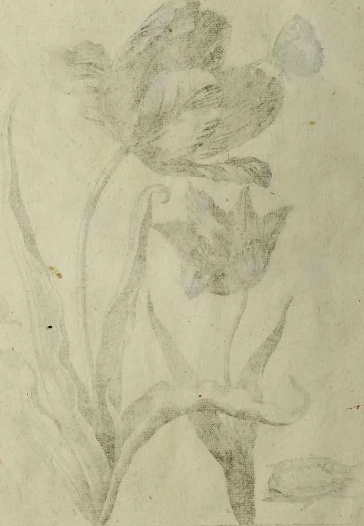 An illustration from Blumen und Insecten-Buch, darinnen auf das fleissigsten nicht allein die Blumen mit ihren Blättern nach den Leben ins Kupffer vor Augen gestellet; sondern auch jede Blume nach ihren eigentlichen Nahmen genennet, etc / [Anon]., 1790, leaf 50