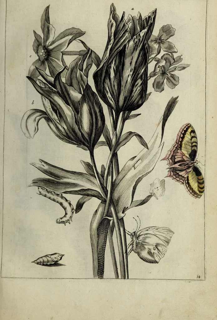 An illustration from Blumen und Insecten-Buch, darinnen auf das fleissigsten nicht allein die Blumen mit ihren Blättern nach den Leben ins Kupffer vor Augen gestellet; sondern auch jede Blume nach ihren eigentlichen Nahmen genennet, etc / [Anon]., 1790, leaf 53