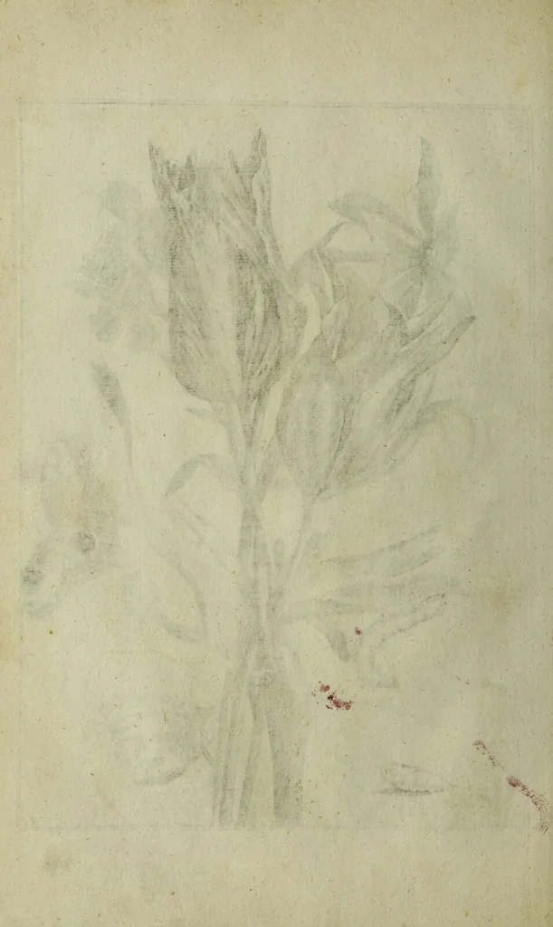 An illustration from Blumen und Insecten-Buch, darinnen auf das fleissigsten nicht allein die Blumen mit ihren Blättern nach den Leben ins Kupffer vor Augen gestellet; sondern auch jede Blume nach ihren eigentlichen Nahmen genennet, etc / [Anon]., 1790, leaf 54
