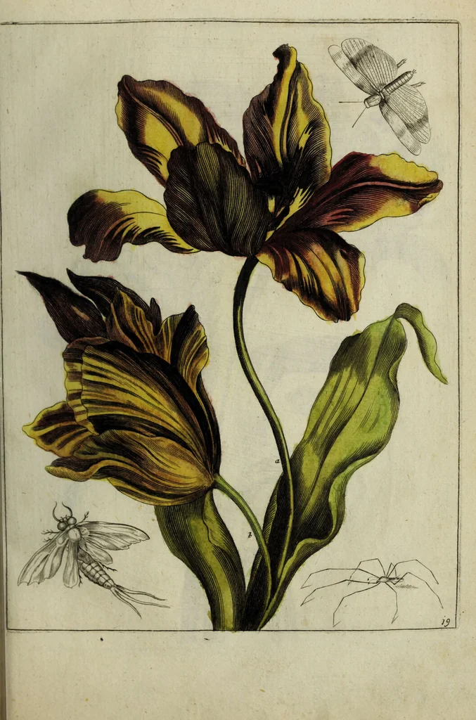 An illustration from Blumen und Insecten-Buch, darinnen auf das fleissigsten nicht allein die Blumen mit ihren Blättern nach den Leben ins Kupffer vor Augen gestellet; sondern auch jede Blume nach ihren eigentlichen Nahmen genennet, etc / [Anon]., 1790, leaf 55