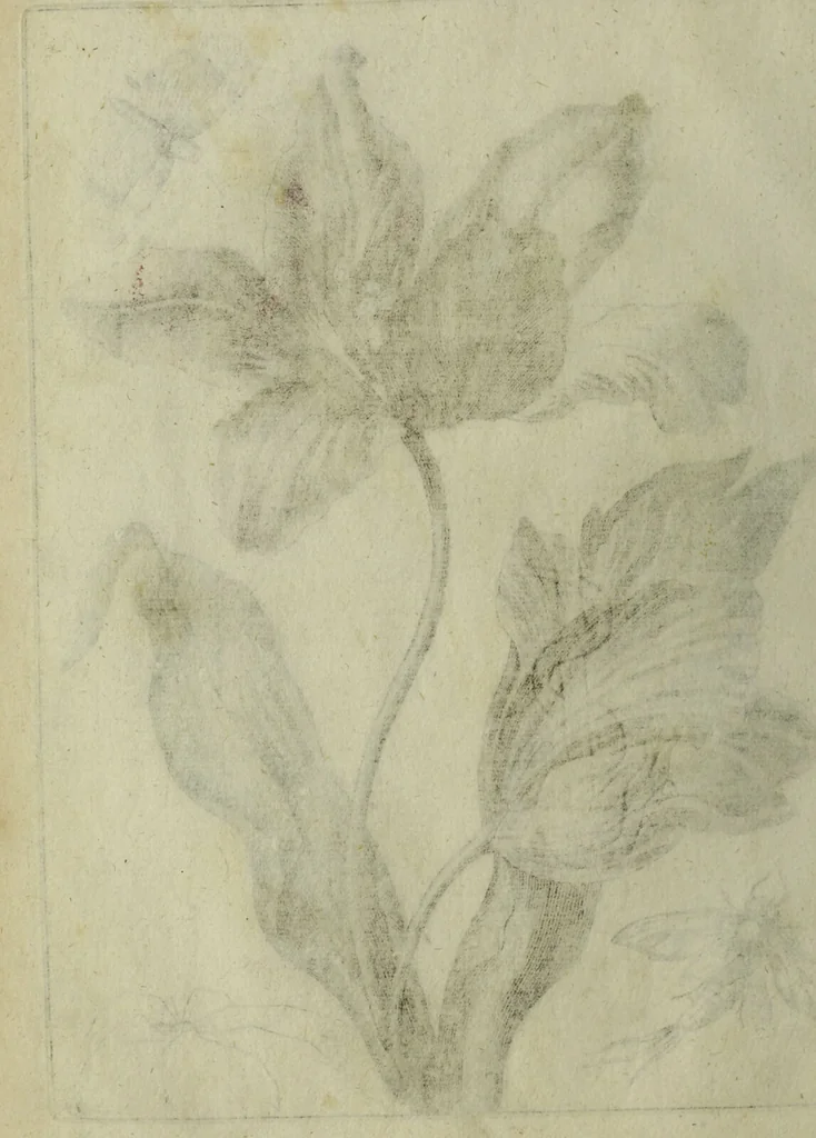 An illustration from Blumen und Insecten-Buch, darinnen auf das fleissigsten nicht allein die Blumen mit ihren Blättern nach den Leben ins Kupffer vor Augen gestellet; sondern auch jede Blume nach ihren eigentlichen Nahmen genennet, etc / [Anon]., 1790, leaf 56