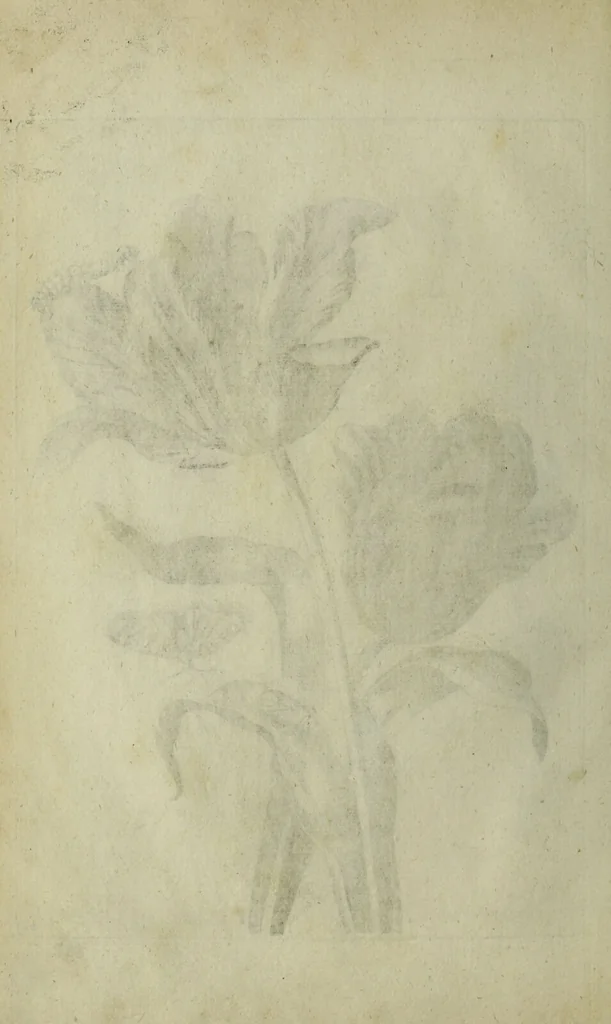 An illustration from Blumen und Insecten-Buch, darinnen auf das fleissigsten nicht allein die Blumen mit ihren Blättern nach den Leben ins Kupffer vor Augen gestellet; sondern auch jede Blume nach ihren eigentlichen Nahmen genennet, etc / [Anon]., 1790, leaf 58