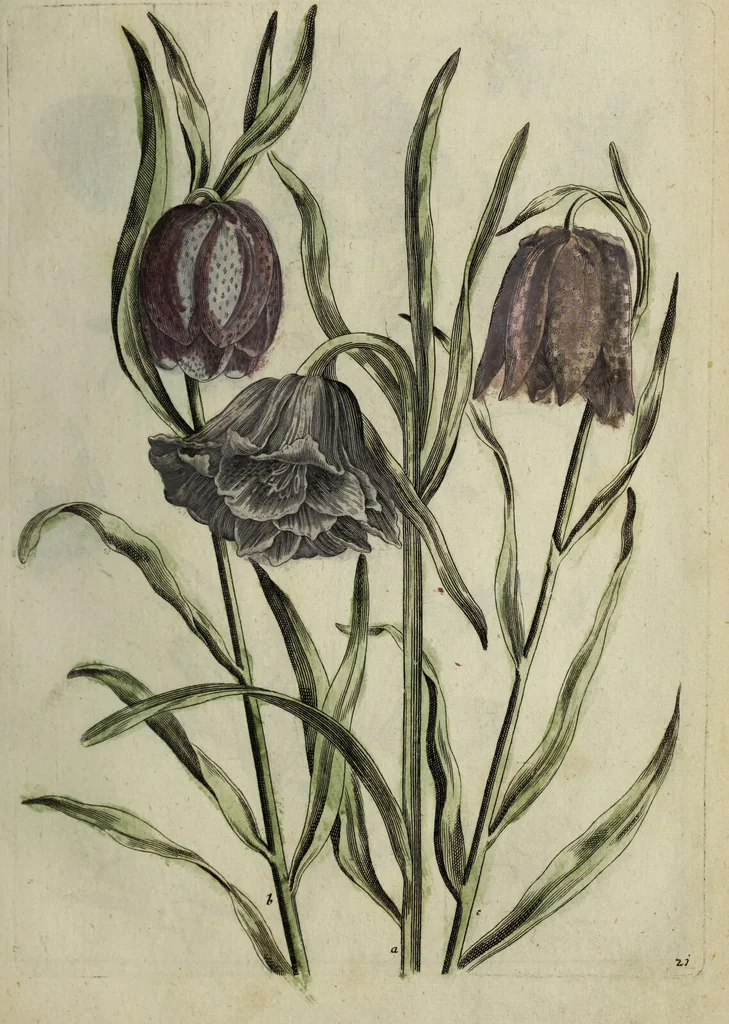 An illustration from Blumen und Insecten-Buch, darinnen auf das fleissigsten nicht allein die Blumen mit ihren Blättern nach den Leben ins Kupffer vor Augen gestellet; sondern auch jede Blume nach ihren eigentlichen Nahmen genennet, etc / [Anon]., 1790, leaf 59