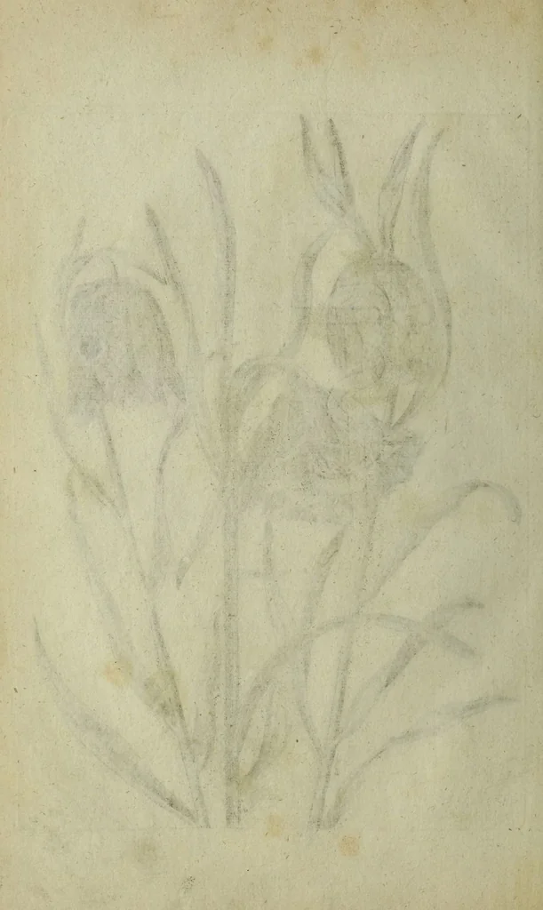 An illustration from Blumen und Insecten-Buch, darinnen auf das fleissigsten nicht allein die Blumen mit ihren Blättern nach den Leben ins Kupffer vor Augen gestellet; sondern auch jede Blume nach ihren eigentlichen Nahmen genennet, etc / [Anon]., 1790, leaf 60
