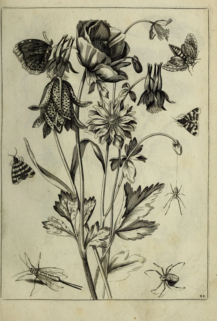 An illustration from Blumen und Insecten-Buch, darinnen auf das fleissigsten nicht allein die Blumen mit ihren Blättern nach den Leben ins Kupffer vor Augen gestellet; sondern auch jede Blume nach ihren eigentlichen Nahmen genennet, etc / [Anon]., 1790, leaf 61