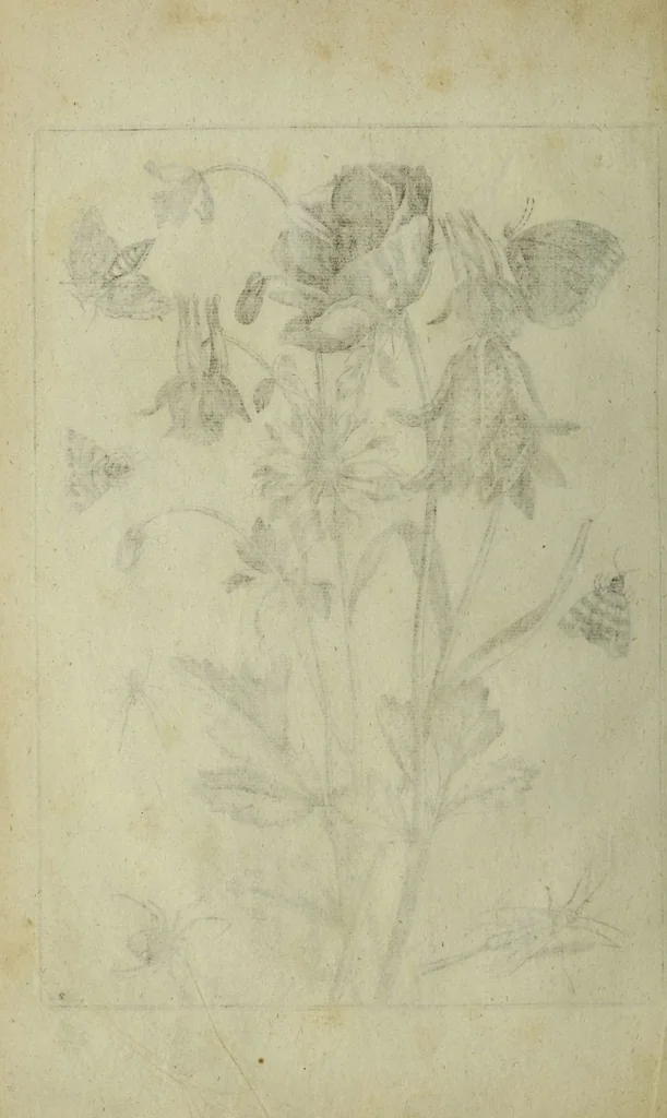 An illustration from Blumen und Insecten-Buch, darinnen auf das fleissigsten nicht allein die Blumen mit ihren Blättern nach den Leben ins Kupffer vor Augen gestellet; sondern auch jede Blume nach ihren eigentlichen Nahmen genennet, etc / [Anon]., 1790, leaf 62