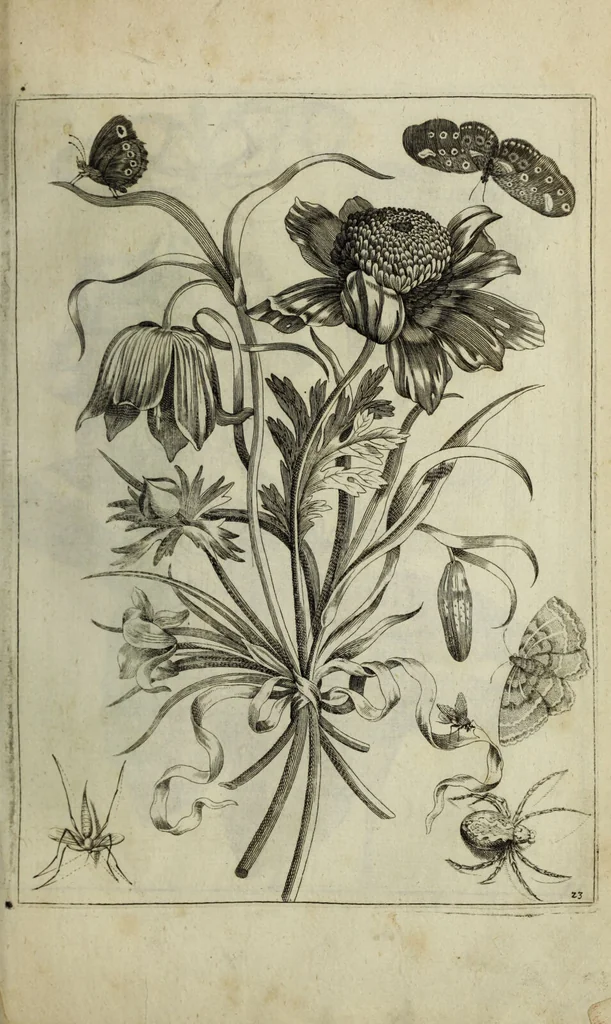 An illustration from Blumen und Insecten-Buch, darinnen auf das fleissigsten nicht allein die Blumen mit ihren Blättern nach den Leben ins Kupffer vor Augen gestellet; sondern auch jede Blume nach ihren eigentlichen Nahmen genennet, etc / [Anon]., 1790, leaf 63