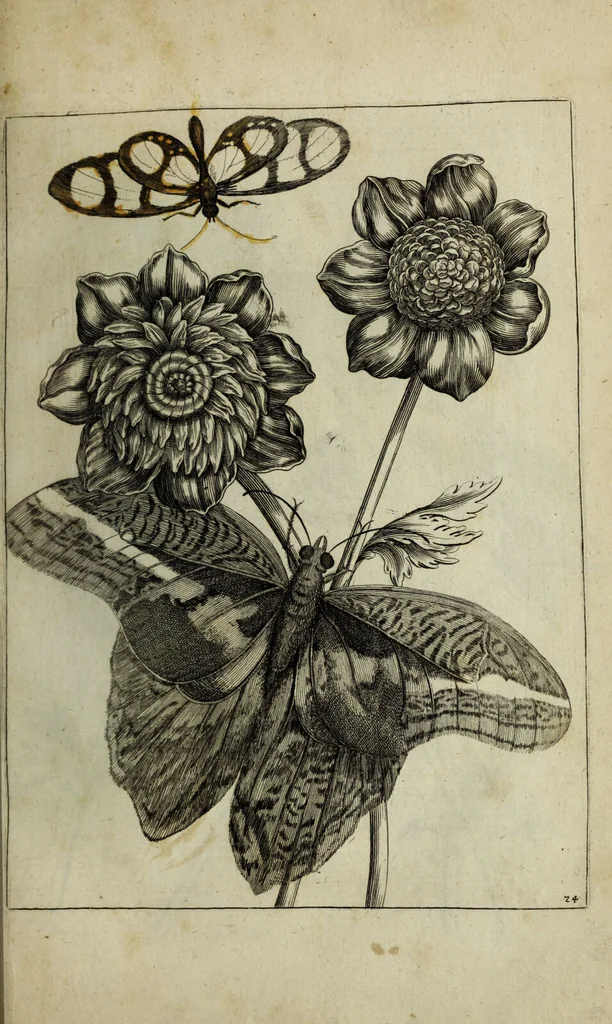 An illustration from Blumen und Insecten-Buch, darinnen auf das fleissigsten nicht allein die Blumen mit ihren Blättern nach den Leben ins Kupffer vor Augen gestellet; sondern auch jede Blume nach ihren eigentlichen Nahmen genennet, etc / [Anon]., 1790, leaf 65