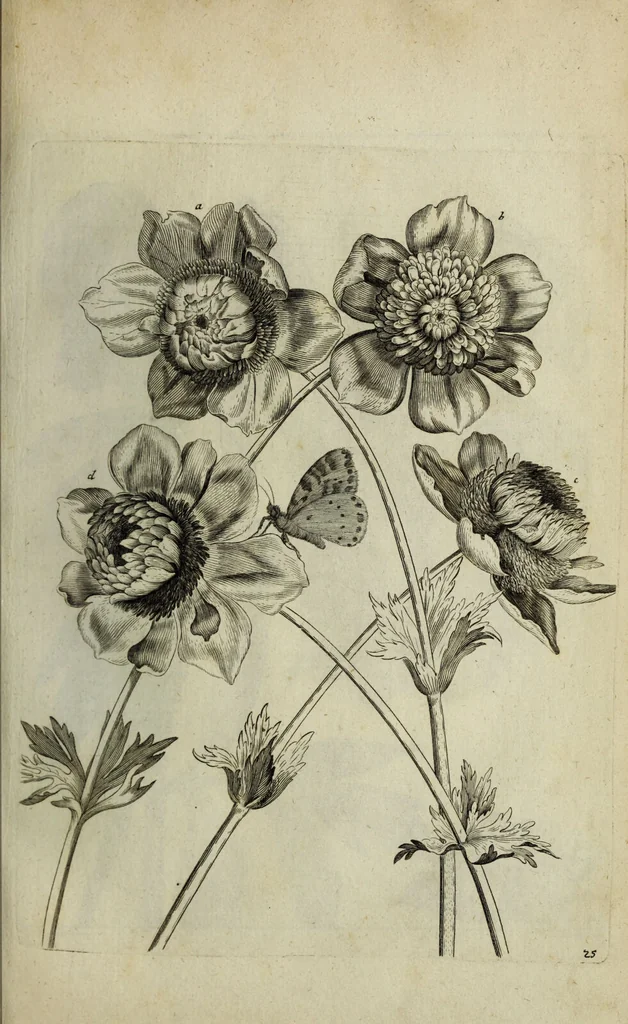 An illustration from Blumen und Insecten-Buch, darinnen auf das fleissigsten nicht allein die Blumen mit ihren Blättern nach den Leben ins Kupffer vor Augen gestellet; sondern auch jede Blume nach ihren eigentlichen Nahmen genennet, etc / [Anon]., 1790, leaf 67