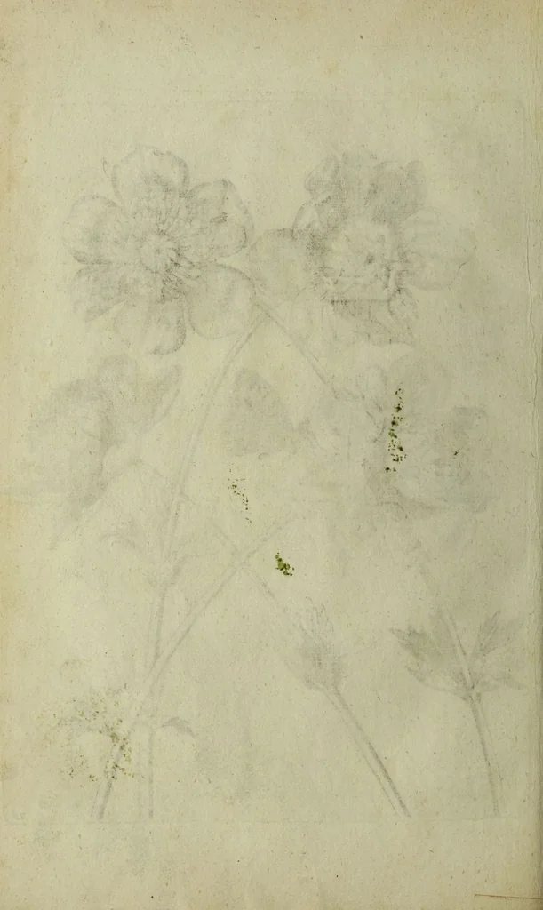An illustration from Blumen und Insecten-Buch, darinnen auf das fleissigsten nicht allein die Blumen mit ihren Blättern nach den Leben ins Kupffer vor Augen gestellet; sondern auch jede Blume nach ihren eigentlichen Nahmen genennet, etc / [Anon]., 1790, leaf 68