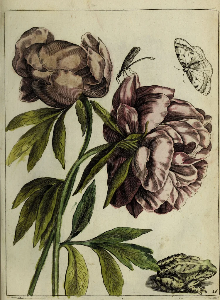 An illustration from Blumen und Insecten-Buch, darinnen auf das fleissigsten nicht allein die Blumen mit ihren Blättern nach den Leben ins Kupffer vor Augen gestellet; sondern auch jede Blume nach ihren eigentlichen Nahmen genennet, etc / [Anon]., 1790, leaf 69