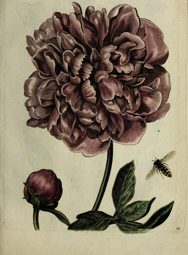 An illustration from Blumen und Insecten-Buch, darinnen auf das fleissigsten nicht allein die Blumen mit ihren Blättern nach den Leben ins Kupffer vor Augen gestellet; sondern auch jede Blume nach ihren eigentlichen Nahmen genennet, etc / [Anon]., 1790, leaf 71