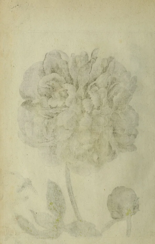 An illustration from Blumen und Insecten-Buch, darinnen auf das fleissigsten nicht allein die Blumen mit ihren Blättern nach den Leben ins Kupffer vor Augen gestellet; sondern auch jede Blume nach ihren eigentlichen Nahmen genennet, etc / [Anon]., 1790, leaf 72