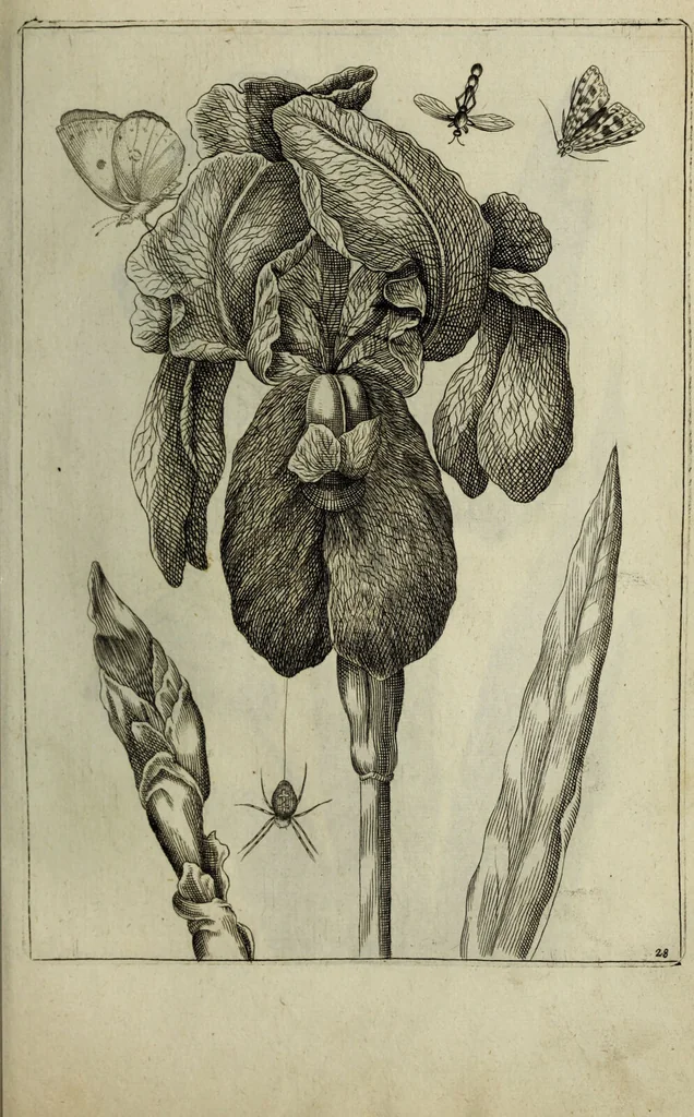 An illustration from Blumen und Insecten-Buch, darinnen auf das fleissigsten nicht allein die Blumen mit ihren Blättern nach den Leben ins Kupffer vor Augen gestellet; sondern auch jede Blume nach ihren eigentlichen Nahmen genennet, etc / [Anon]., 1790, leaf 73