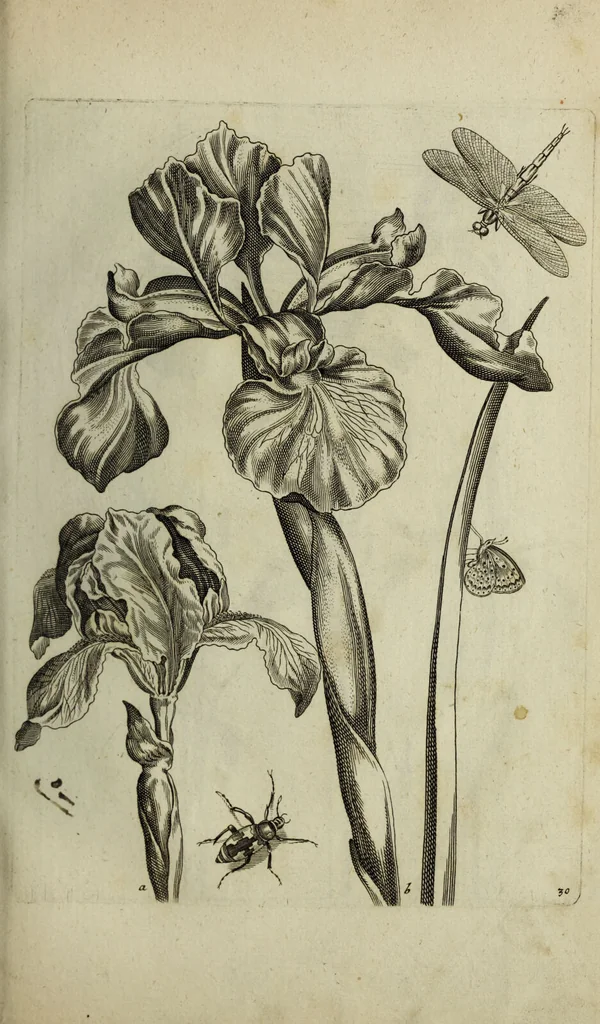 An illustration from Blumen und Insecten-Buch, darinnen auf das fleissigsten nicht allein die Blumen mit ihren Blättern nach den Leben ins Kupffer vor Augen gestellet; sondern auch jede Blume nach ihren eigentlichen Nahmen genennet, etc / [Anon]., 1790, leaf 77