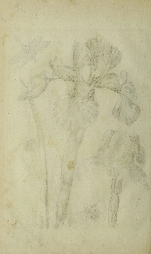 An illustration from Blumen und Insecten-Buch, darinnen auf das fleissigsten nicht allein die Blumen mit ihren Blättern nach den Leben ins Kupffer vor Augen gestellet; sondern auch jede Blume nach ihren eigentlichen Nahmen genennet, etc / [Anon]., 1790, leaf 78
