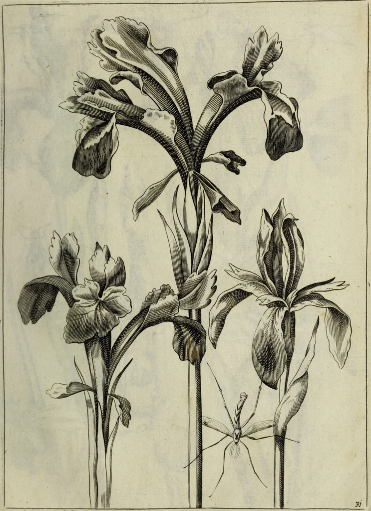 An illustration from Blumen und Insecten-Buch, darinnen auf das fleissigsten nicht allein die Blumen mit ihren Blättern nach den Leben ins Kupffer vor Augen gestellet; sondern auch jede Blume nach ihren eigentlichen Nahmen genennet, etc / [Anon]., 1790, leaf 79