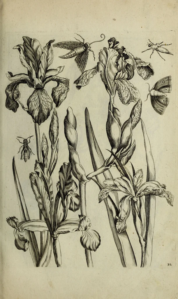 An illustration from Blumen und Insecten-Buch, darinnen auf das fleissigsten nicht allein die Blumen mit ihren Blättern nach den Leben ins Kupffer vor Augen gestellet; sondern auch jede Blume nach ihren eigentlichen Nahmen genennet, etc / [Anon]., 1790, leaf 81