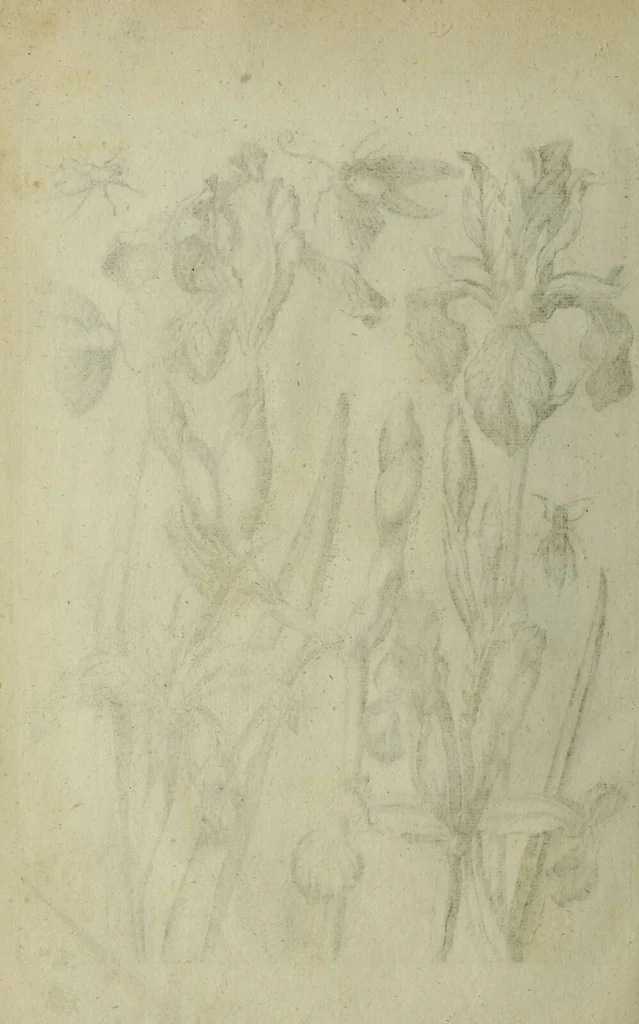 An illustration from Blumen und Insecten-Buch, darinnen auf das fleissigsten nicht allein die Blumen mit ihren Blättern nach den Leben ins Kupffer vor Augen gestellet; sondern auch jede Blume nach ihren eigentlichen Nahmen genennet, etc / [Anon]., 1790, leaf 82