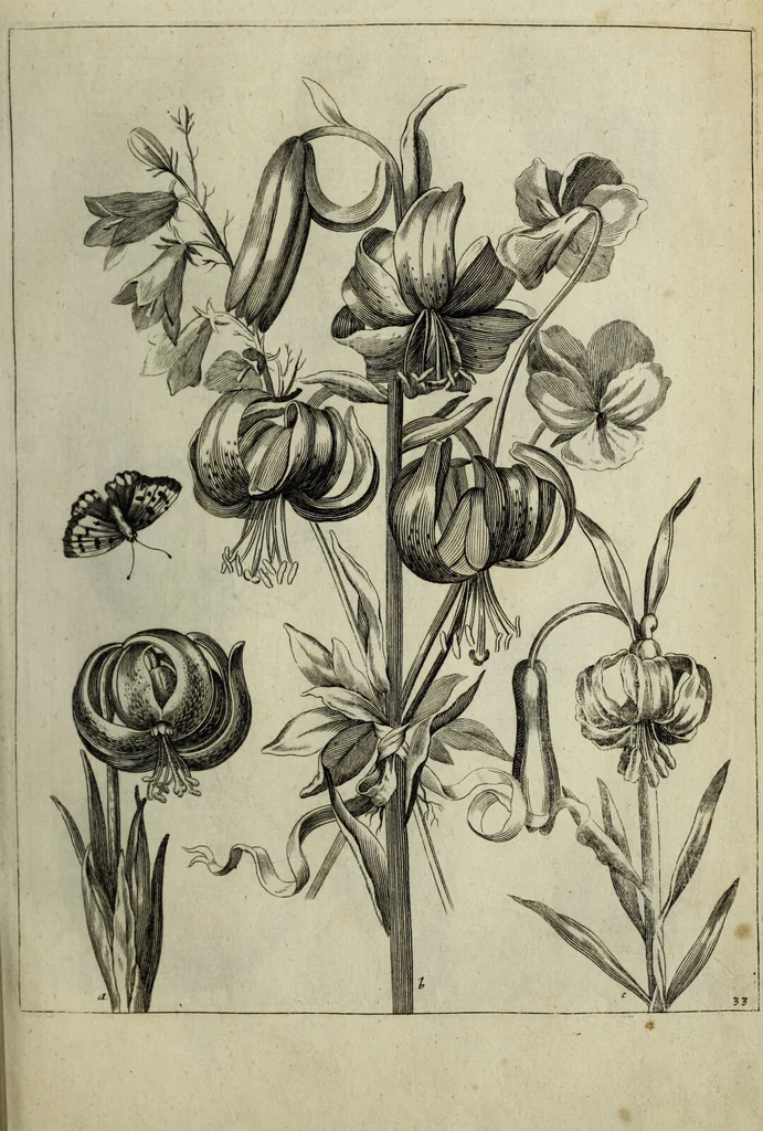 An illustration from Blumen und Insecten-Buch, darinnen auf das fleissigsten nicht allein die Blumen mit ihren Blättern nach den Leben ins Kupffer vor Augen gestellet; sondern auch jede Blume nach ihren eigentlichen Nahmen genennet, etc / [Anon]., 1790, leaf 83