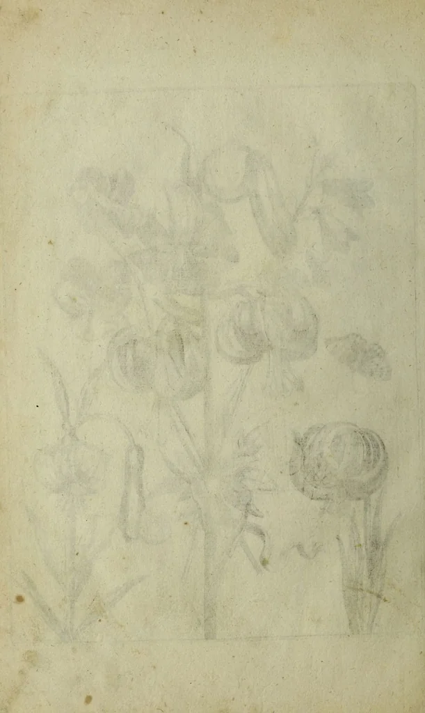 An illustration from Blumen und Insecten-Buch, darinnen auf das fleissigsten nicht allein die Blumen mit ihren Blättern nach den Leben ins Kupffer vor Augen gestellet; sondern auch jede Blume nach ihren eigentlichen Nahmen genennet, etc / [Anon]., 1790, leaf 84