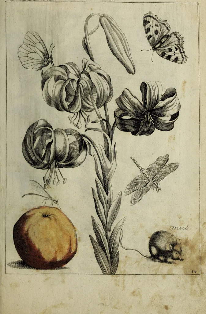 An illustration from Blumen und Insecten-Buch, darinnen auf das fleissigsten nicht allein die Blumen mit ihren Blättern nach den Leben ins Kupffer vor Augen gestellet; sondern auch jede Blume nach ihren eigentlichen Nahmen genennet, etc / [Anon]., 1790, leaf 85