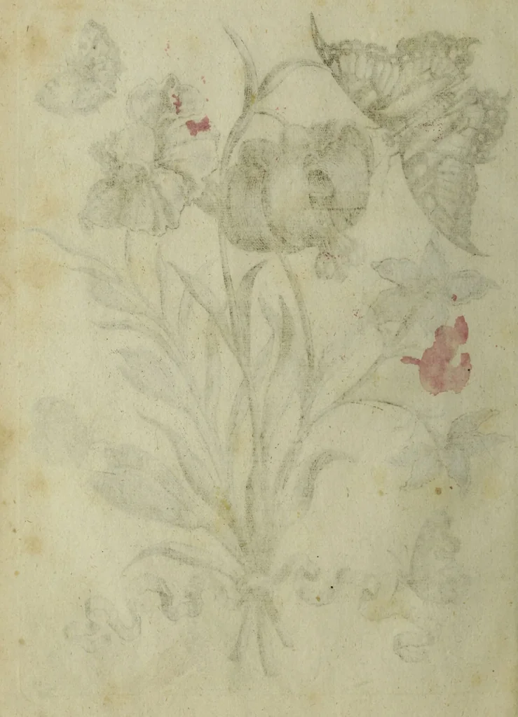 An illustration from Blumen und Insecten-Buch, darinnen auf das fleissigsten nicht allein die Blumen mit ihren Blättern nach den Leben ins Kupffer vor Augen gestellet; sondern auch jede Blume nach ihren eigentlichen Nahmen genennet, etc / [Anon]., 1790, leaf 88