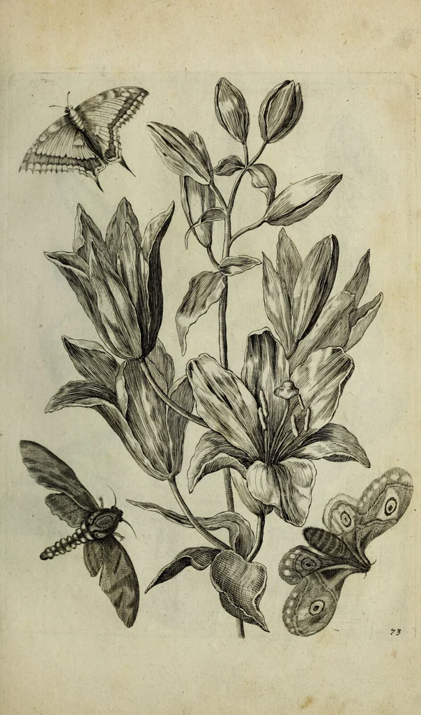 An illustration from Blumen und Insecten-Buch, darinnen auf das fleissigsten nicht allein die Blumen mit ihren Blättern nach den Leben ins Kupffer vor Augen gestellet; sondern auch jede Blume nach ihren eigentlichen Nahmen genennet, etc / [Anon]., 1790, leaf 91