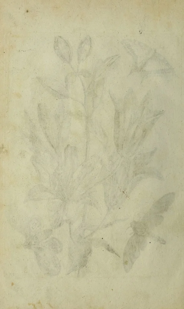 An illustration from Blumen und Insecten-Buch, darinnen auf das fleissigsten nicht allein die Blumen mit ihren Blättern nach den Leben ins Kupffer vor Augen gestellet; sondern auch jede Blume nach ihren eigentlichen Nahmen genennet, etc / [Anon]., 1790, leaf 92