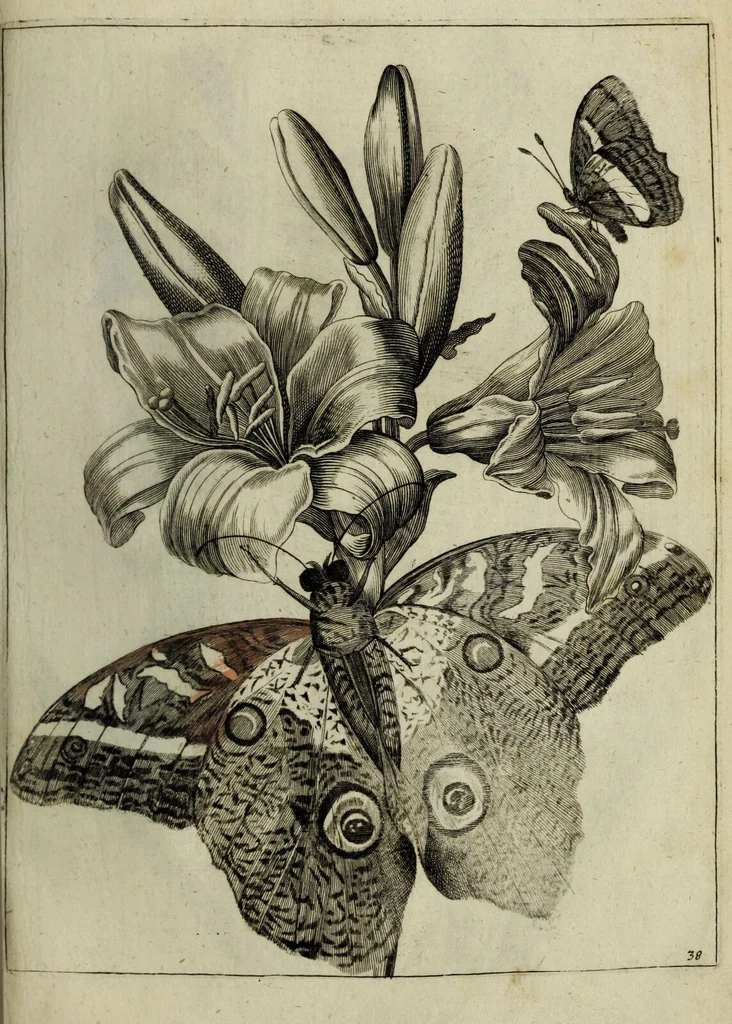 An illustration from Blumen und Insecten-Buch, darinnen auf das fleissigsten nicht allein die Blumen mit ihren Blättern nach den Leben ins Kupffer vor Augen gestellet; sondern auch jede Blume nach ihren eigentlichen Nahmen genennet, etc / [Anon]., 1790, leaf 93