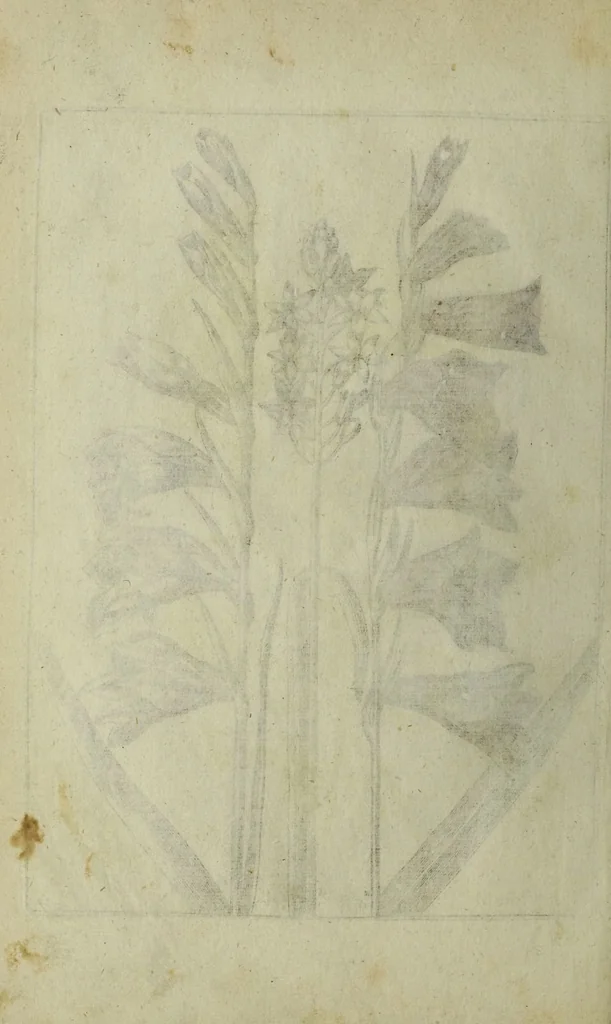 An illustration from Blumen und Insecten-Buch, darinnen auf das fleissigsten nicht allein die Blumen mit ihren Blättern nach den Leben ins Kupffer vor Augen gestellet; sondern auch jede Blume nach ihren eigentlichen Nahmen genennet, etc / [Anon]., 1790, leaf 96