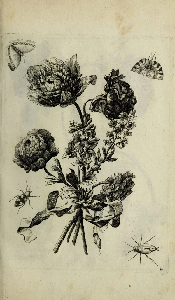 An illustration from Blumen und Insecten-Buch, darinnen auf das fleissigsten nicht allein die Blumen mit ihren Blättern nach den Leben ins Kupffer vor Augen gestellet; sondern auch jede Blume nach ihren eigentlichen Nahmen genennet, etc / [Anon]., 1790, leaf 97