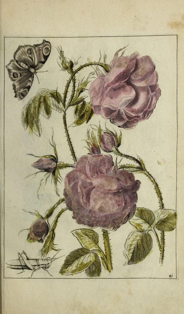 An illustration from Blumen und Insecten-Buch, darinnen auf das fleissigsten nicht allein die Blumen mit ihren Blättern nach den Leben ins Kupffer vor Augen gestellet; sondern auch jede Blume nach ihren eigentlichen Nahmen genennet, etc / [Anon]., 1790, leaf 99