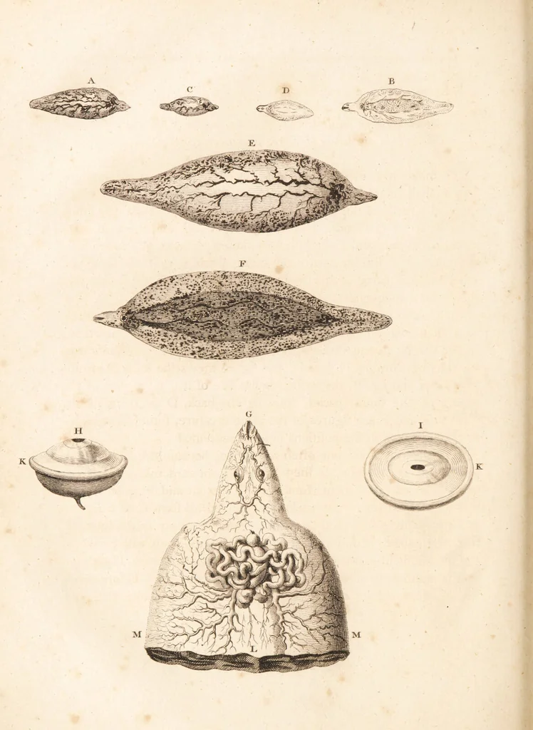 An illustration from The select works ... containing his microscopical discoveries ... / Translated from the Dutch and Latin editions ... by S. Hoole., 1798, leaf 122