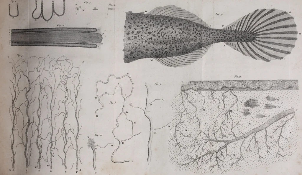 An illustration from The select works ... containing his microscopical discoveries ... / Translated from the Dutch and Latin editions ... by S. Hoole., 1798, leaf 135