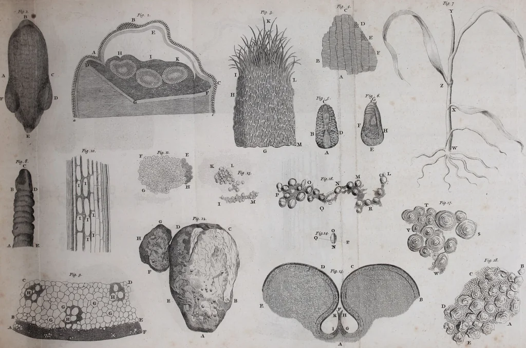 An illustration from The select works ... containing his microscopical discoveries ... / Translated from the Dutch and Latin editions ... by S. Hoole., 1798, leaf 159