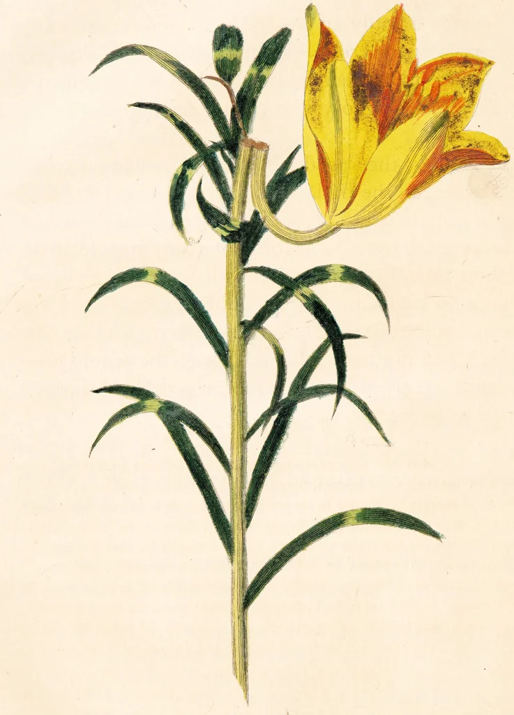 An illustration from The select works ... containing his microscopical discoveries ... / Translated from the Dutch and Latin editions ... by S. Hoole., 1798, leaf 196
