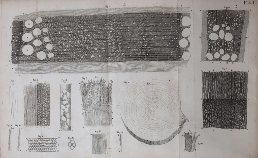An illustration from The select works ... containing his microscopical discoveries ... / Translated from the Dutch and Latin editions ... by S. Hoole., 1798, leaf 20