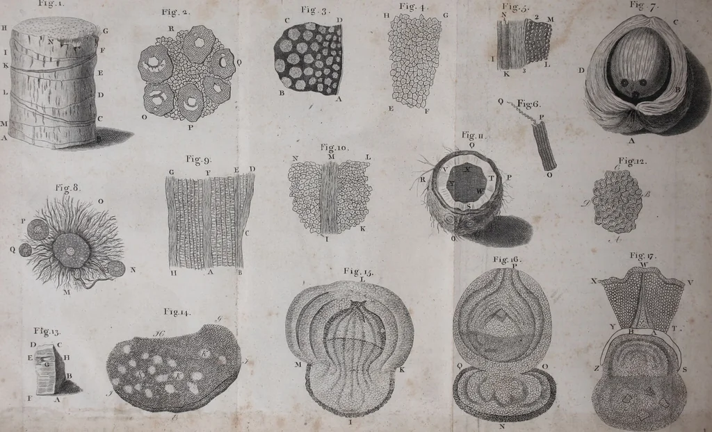 An illustration from The select works ... containing his microscopical discoveries ... / Translated from the Dutch and Latin editions ... by S. Hoole., 1798, leaf 252